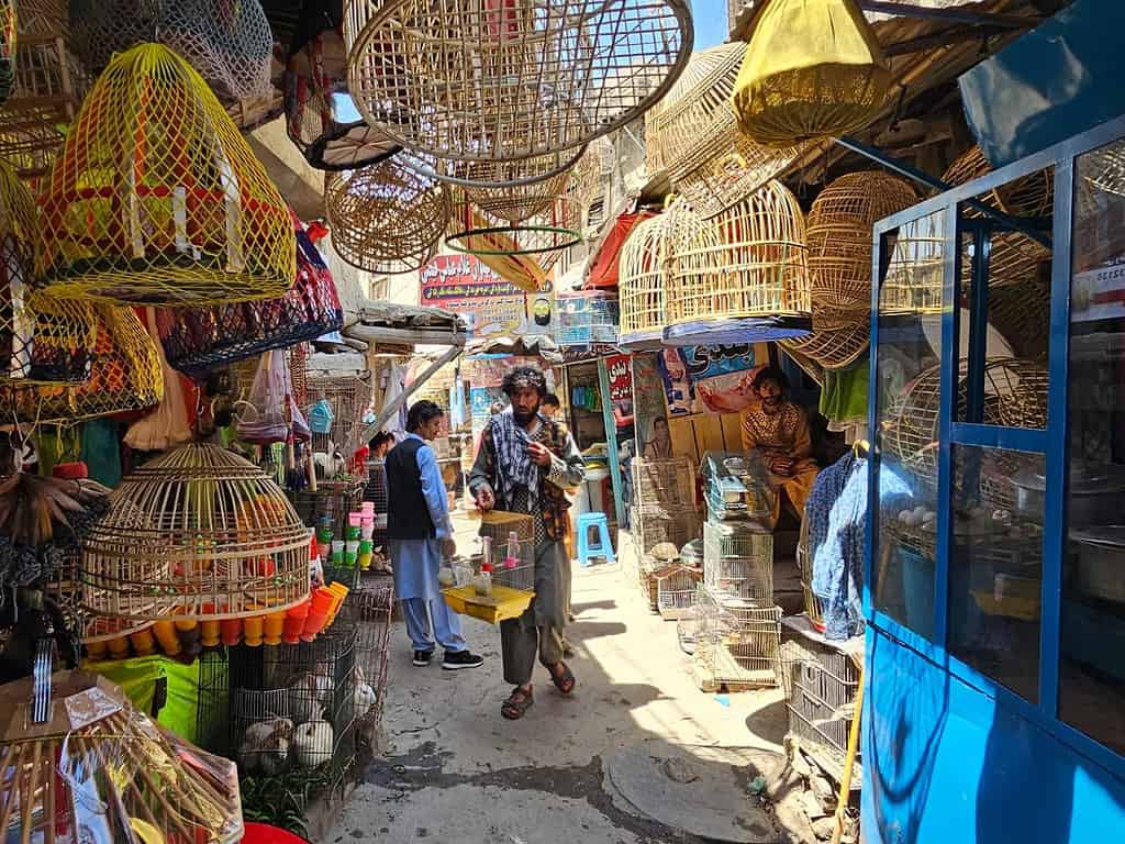 Bird Market Kabul Kabul