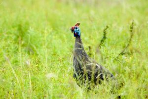 Guinea UNESCO World Heritage Sites Guinea unesco