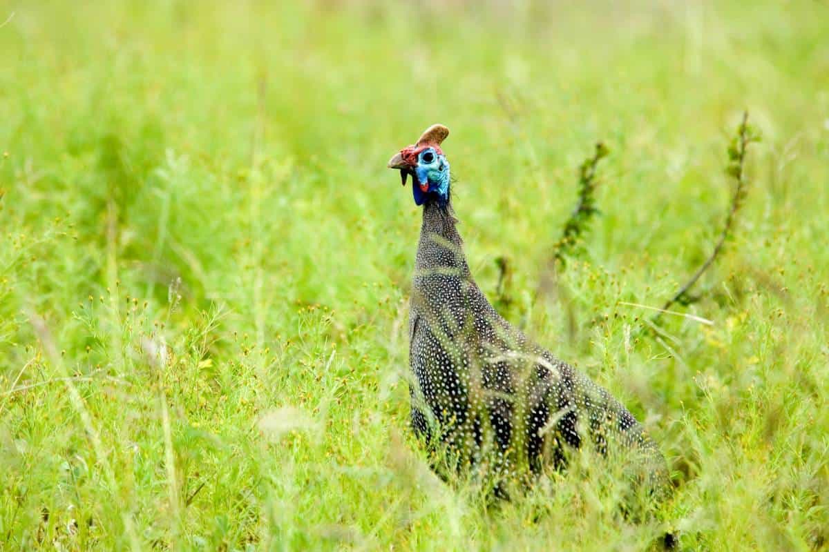 Guinea UNESCO World Heritage Sites Guinea unesco