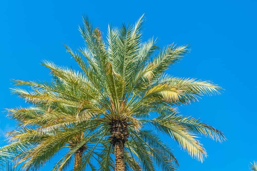 Al Ain Oasis 10 Al Ain Oasis