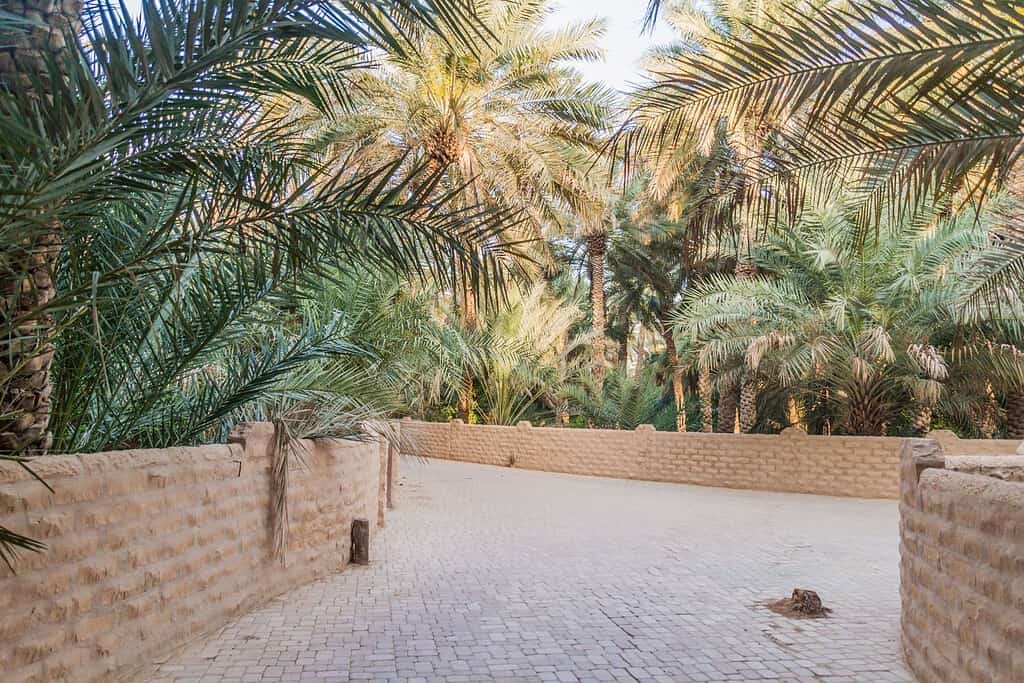 Al Ain Oasis Al Ain Oasis