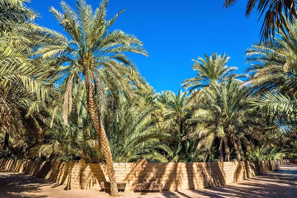 Al Ain Oasis 11 Al Ain Oasis