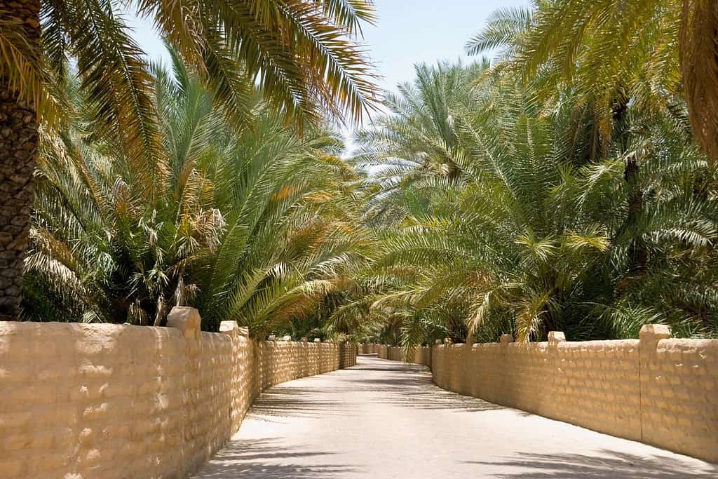 Al Ain Oasis 2 Al Ain Oasis