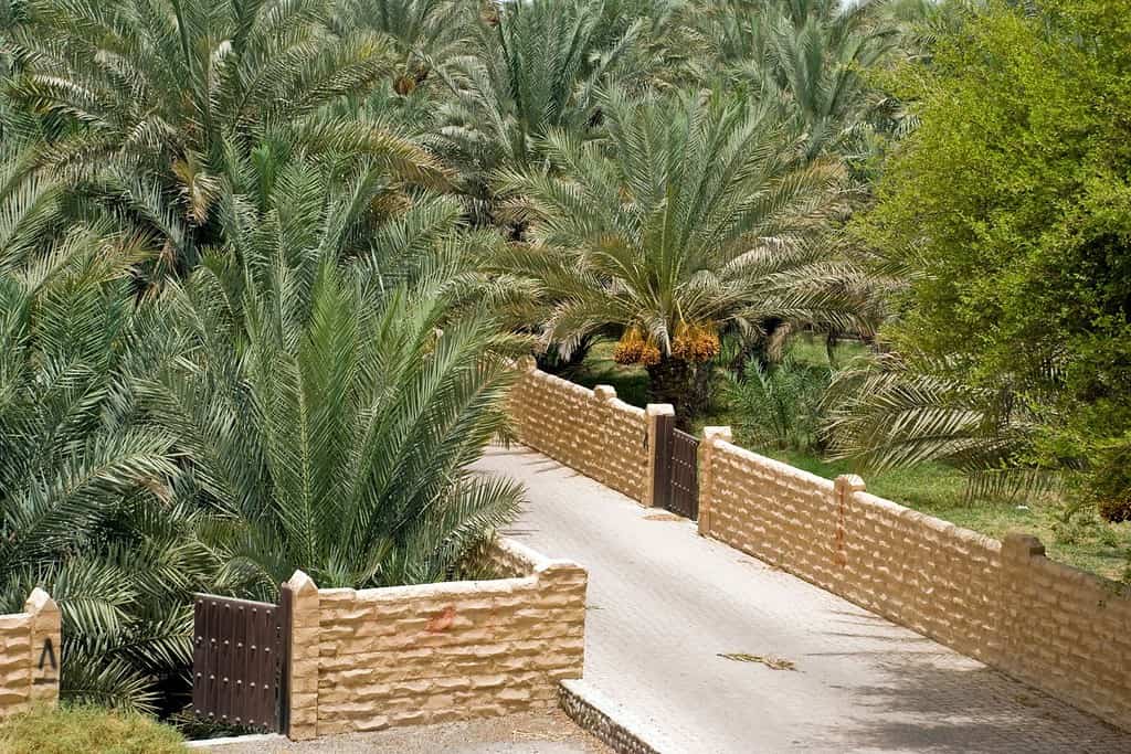 Al Ain Oasis 3 Al Ain Oasis