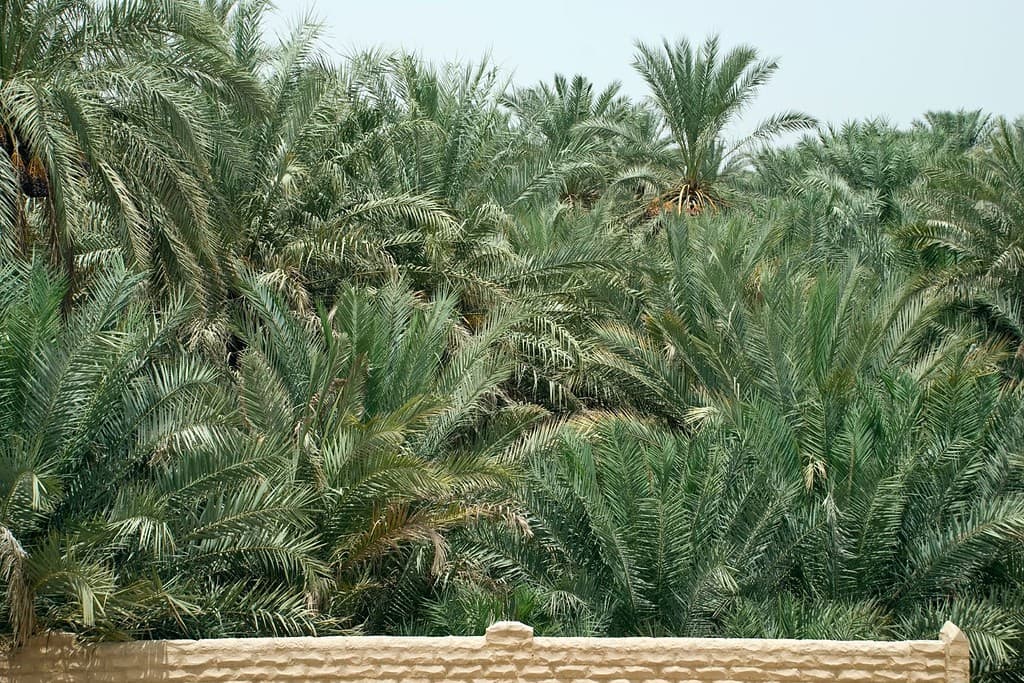 Al Ain Oasis 5 Al Ain Oasis