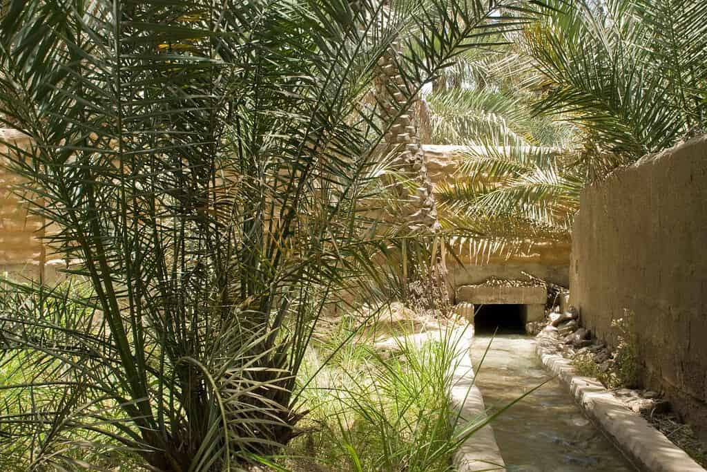 Al Ain Oasis 6 Al Ain Oasis