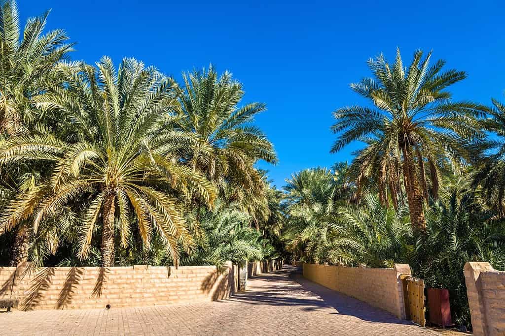 Al Ain Oasis 7 Attractions Al Ain Oasis
