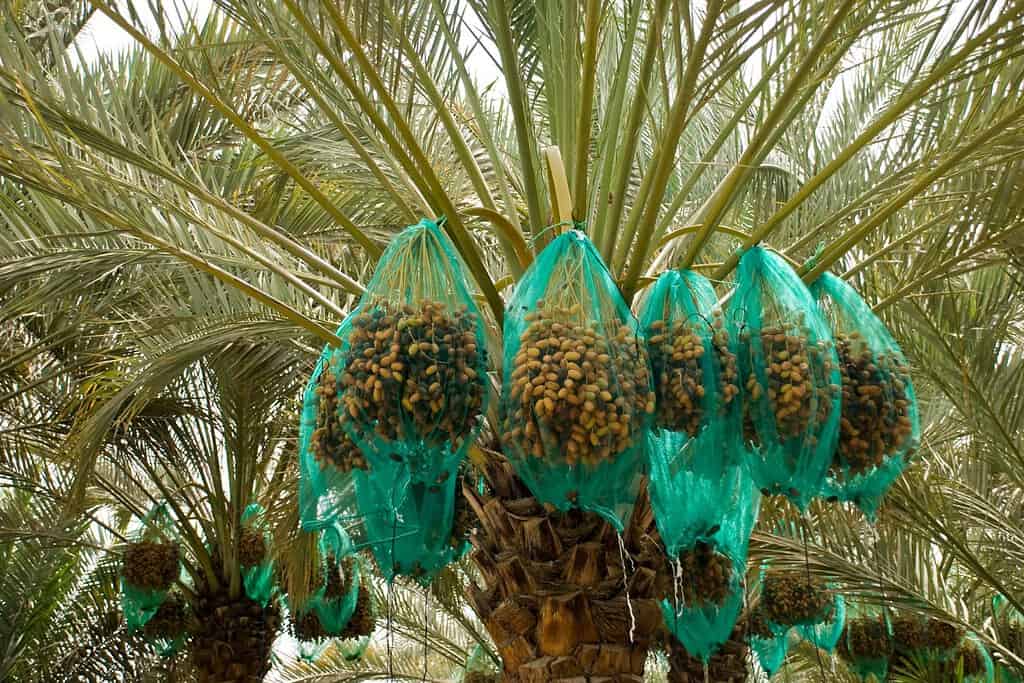 Al Ain Oasis 8 Al Ain Oasis