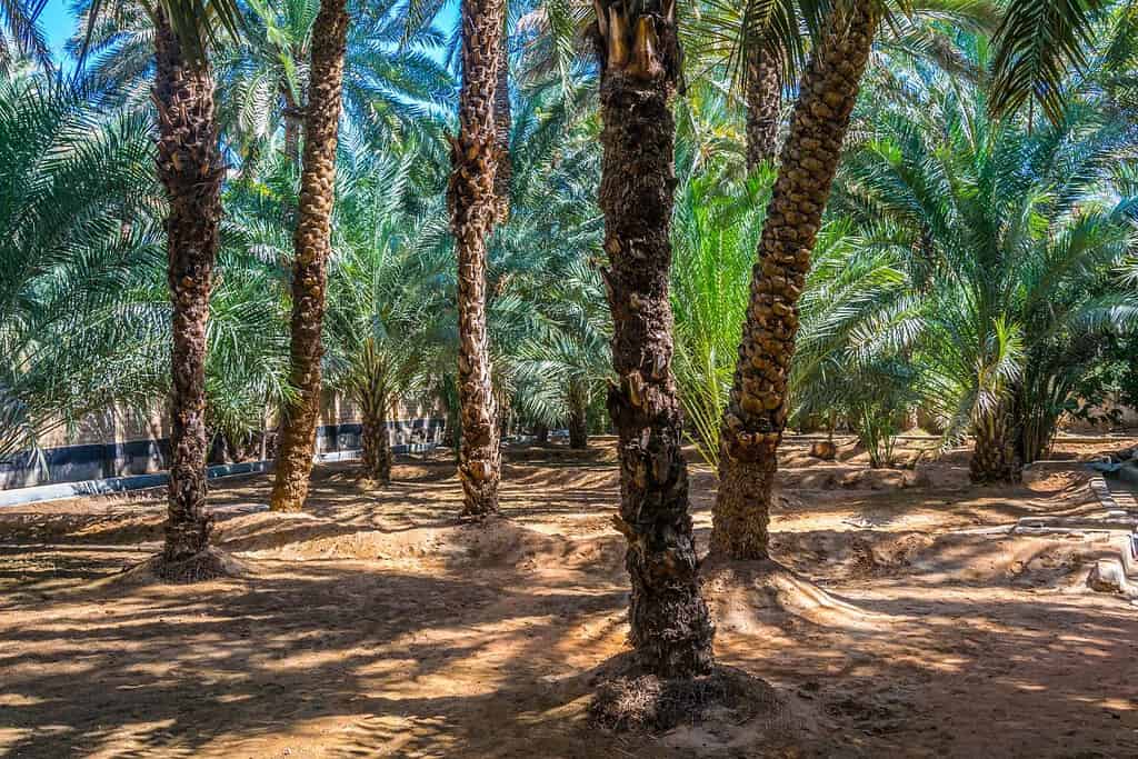 Al Ain Oasis Al Ain