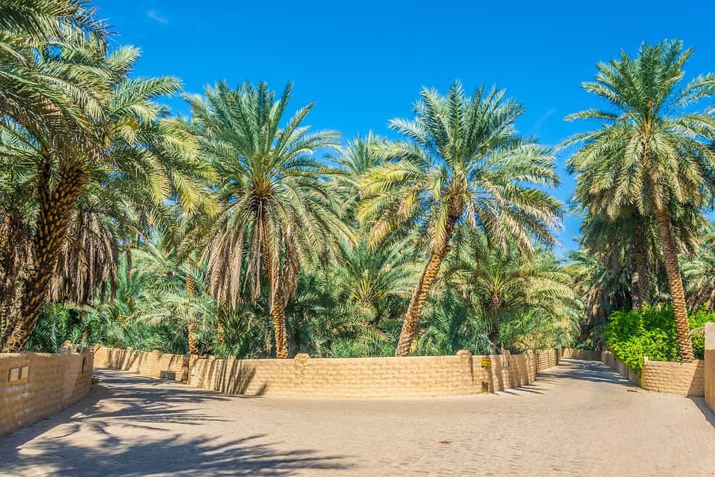 Al Ain Oasis UAE Al Ain Oasis - UAE