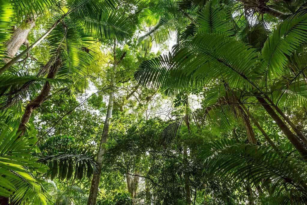 Brazilian Amazon Brazil 2 Brazilian Amazon Brazil
