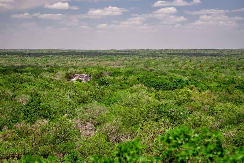 Calakmul Mexico Attractions Calakmul - Mexico