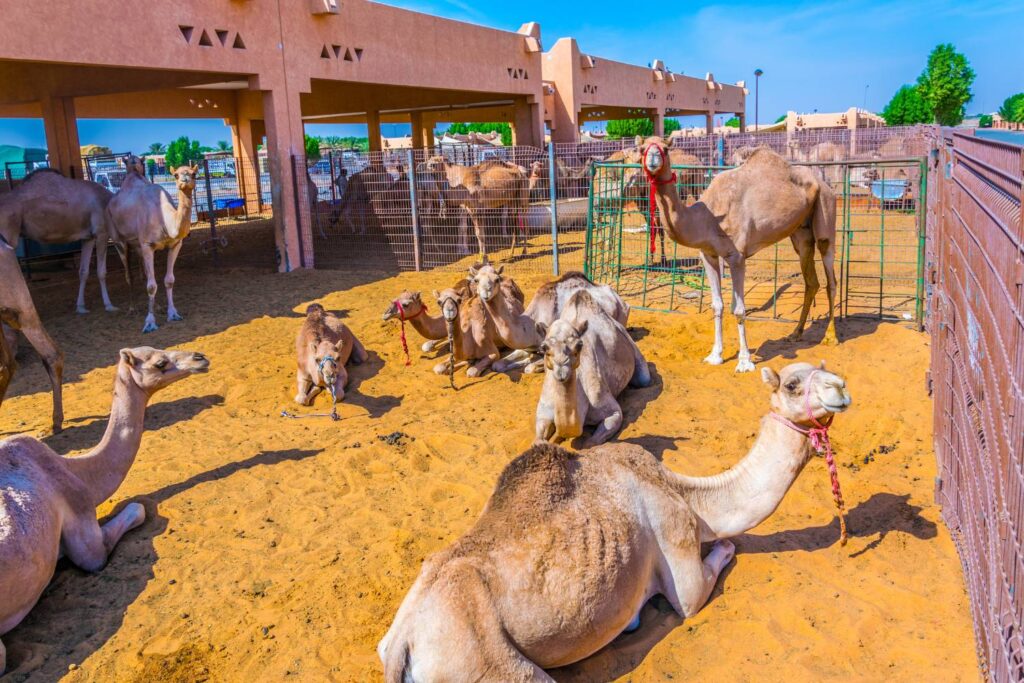 Camel market Al Ain