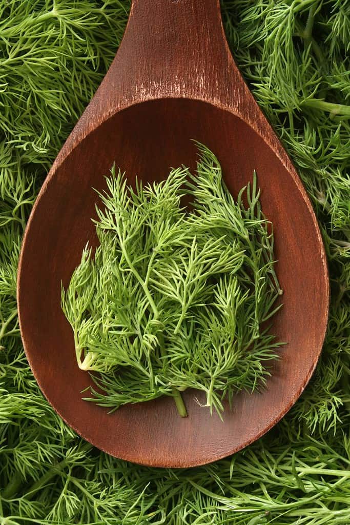 Dill Food of Iraq Iraq, Food Dill Food of Iraq