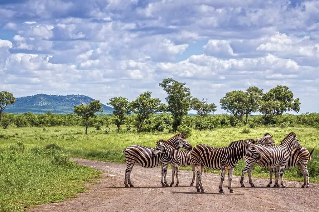 Kruger National Park South Africa Travel Kruger National Park South Africa