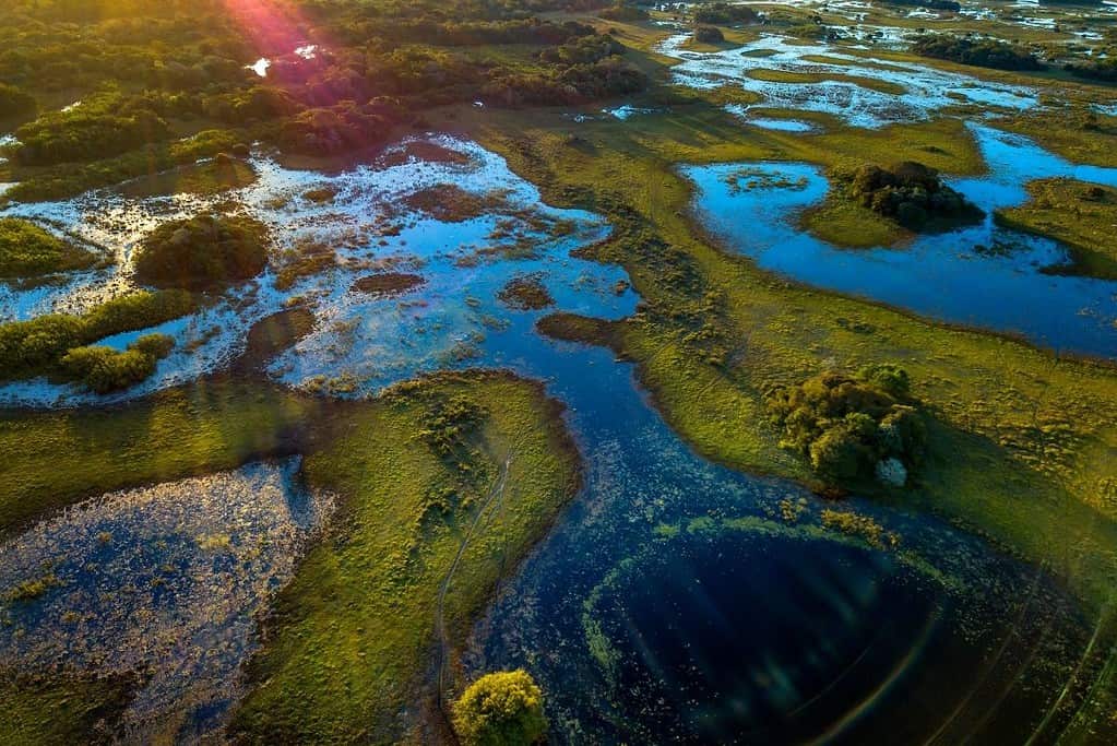 Pantanal Brazil General Pantanal Brazil