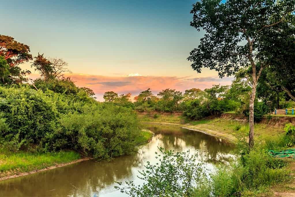 Pantanal Brazil 4 General Pantanal Brazil