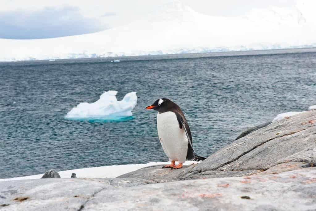 Port Lockroy Port Lockroy