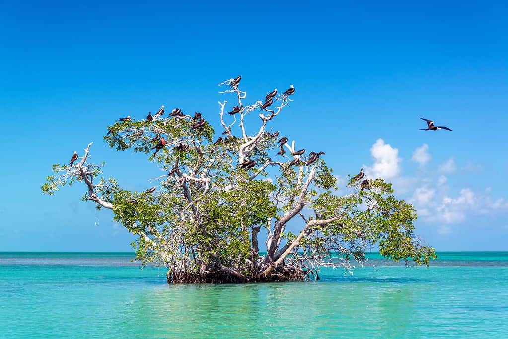 Sian Kaan Biosphere Reserve 6 Attractions Sian Ka'an Biosphere Reserve