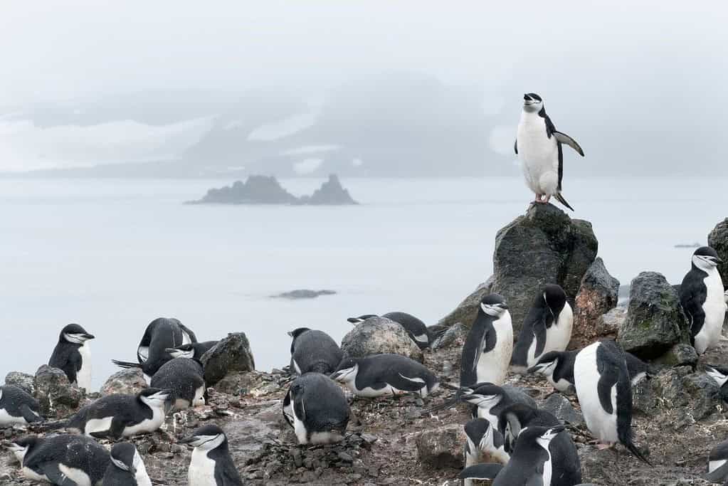 South Shetland Islands South Shetland Islands