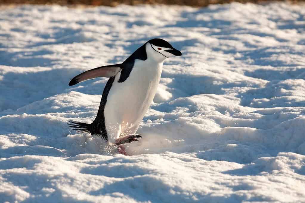South Shetland Islands 2 South Shetland Islands