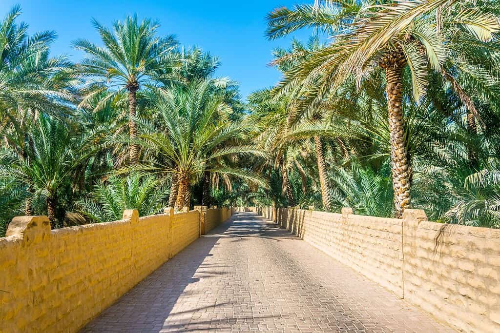 Travel to Al Ain Oasis Travel to Al Ain Oasis