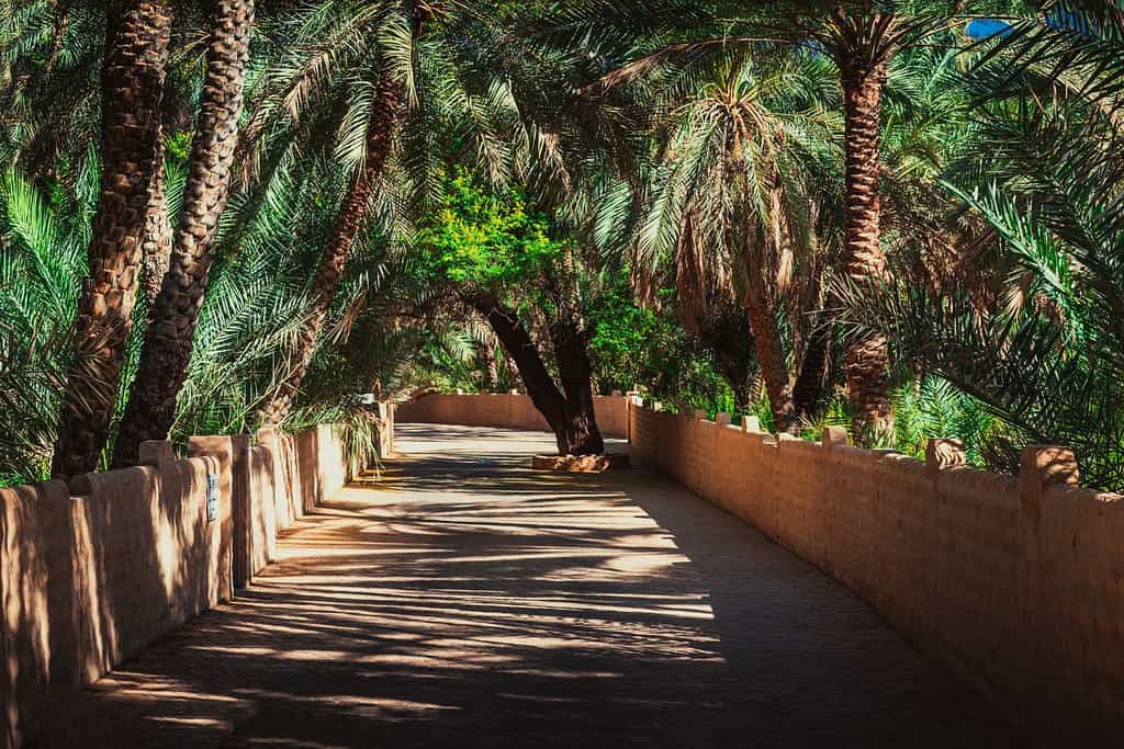 Visit Al Ain Oasis Visit Al Ain Oasis