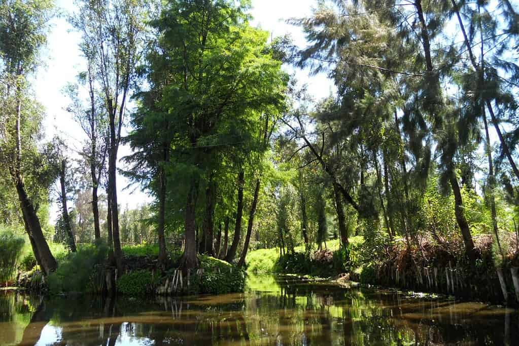 Xochimilco Attractions Xochimilco
