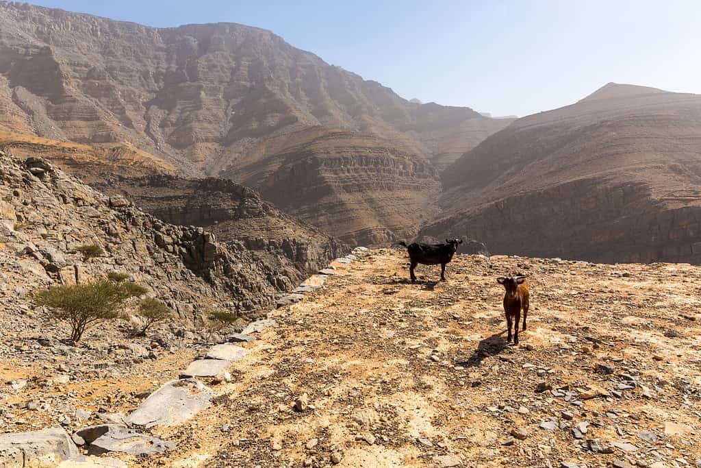 jebel jais UAE 2 jebel jais - UAE