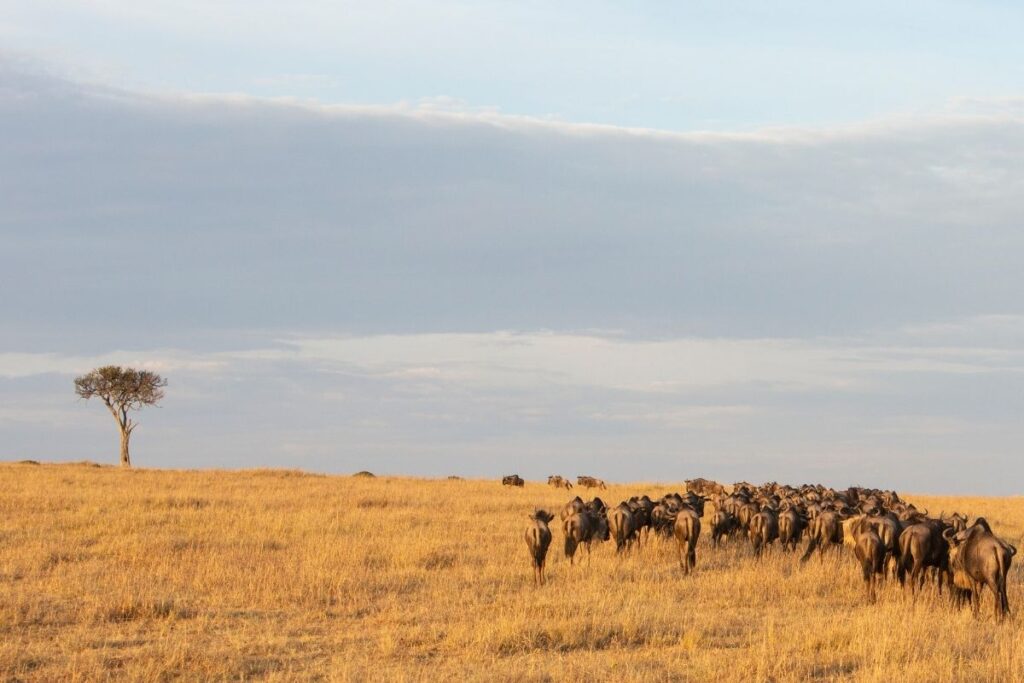 wildebeest in Masai Mara Kenya