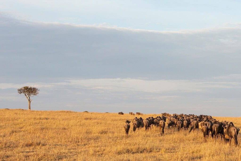 wildebeest in Masai Mara Kenya Travel wildebeest in Masai Mara Kenya