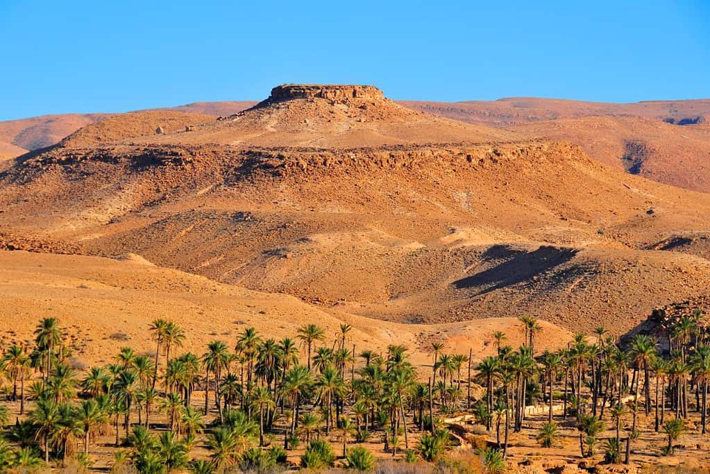 Biskra Oasis Biskra Oasis