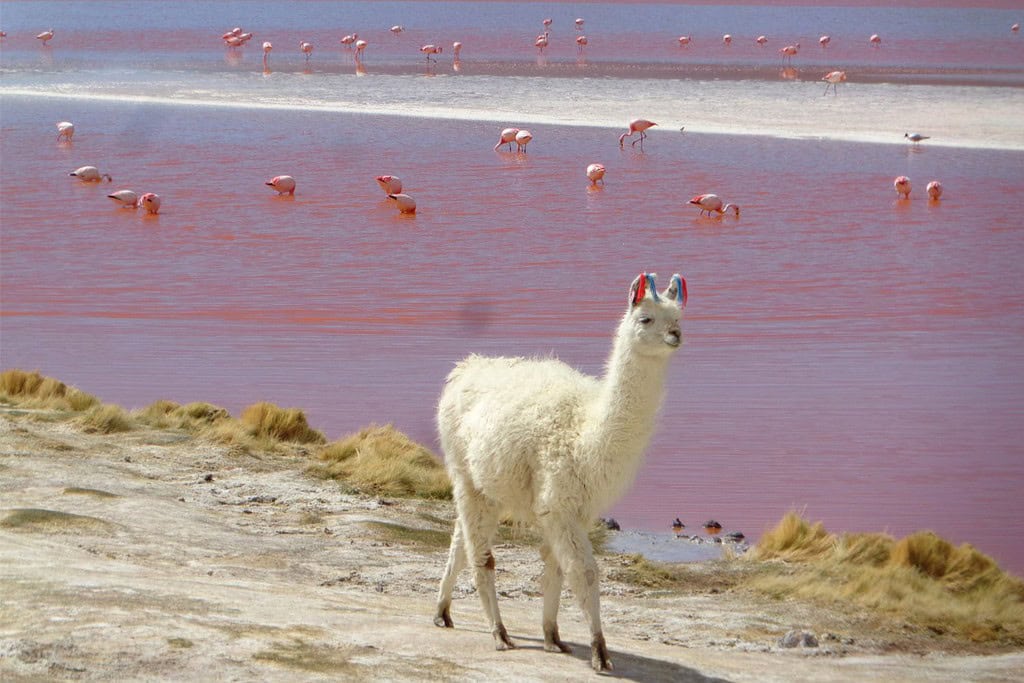 Laguna Colorada Attractions Laguna Colorada