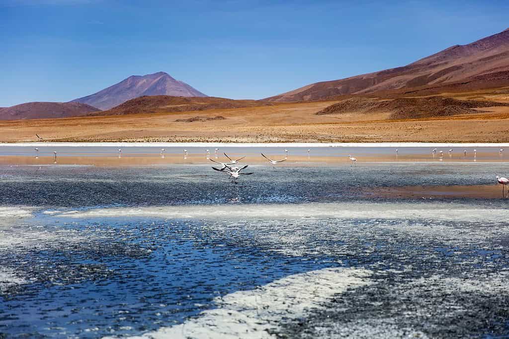 Laguna Colorada 11 Attractions Laguna Colorada