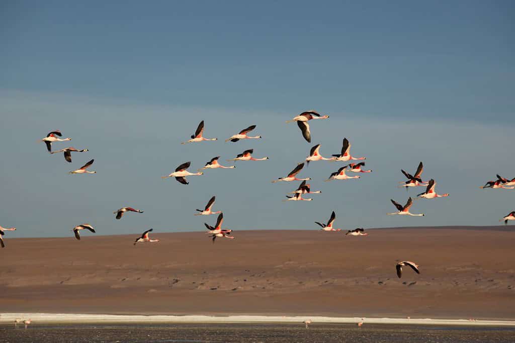 Laguna Colorada 7 Attractions Laguna Colorada