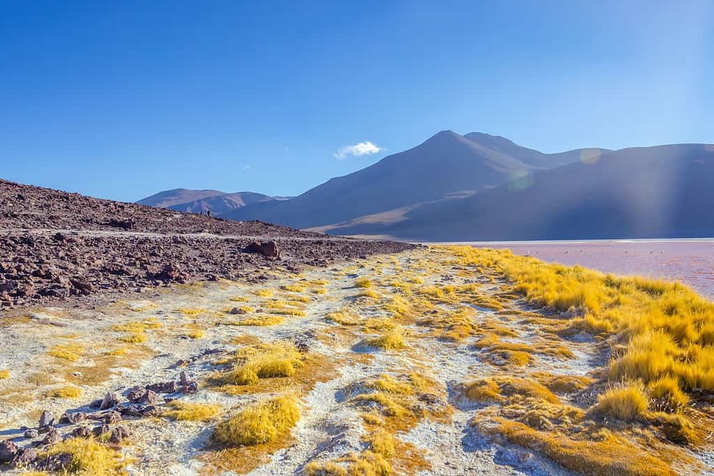 Laguna Colorada Bolivia Attractions Visit Laguna Colorada