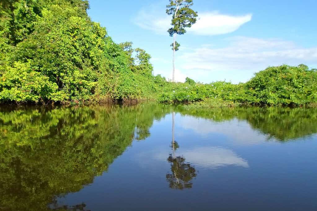 Madidi National Park 10 Attractions Madidi National Park