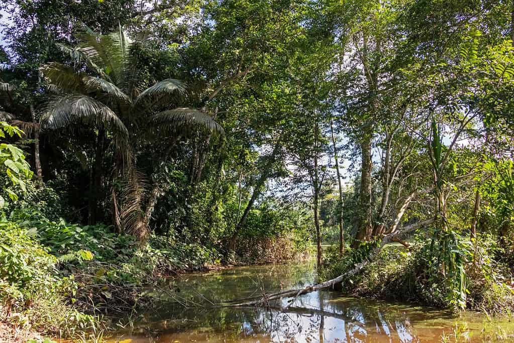 Madidi National Park Attractions Madidi National Park
