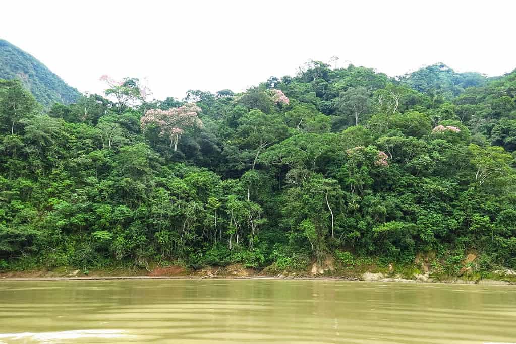 Madidi National Park 3 Attractions Madidi National Park