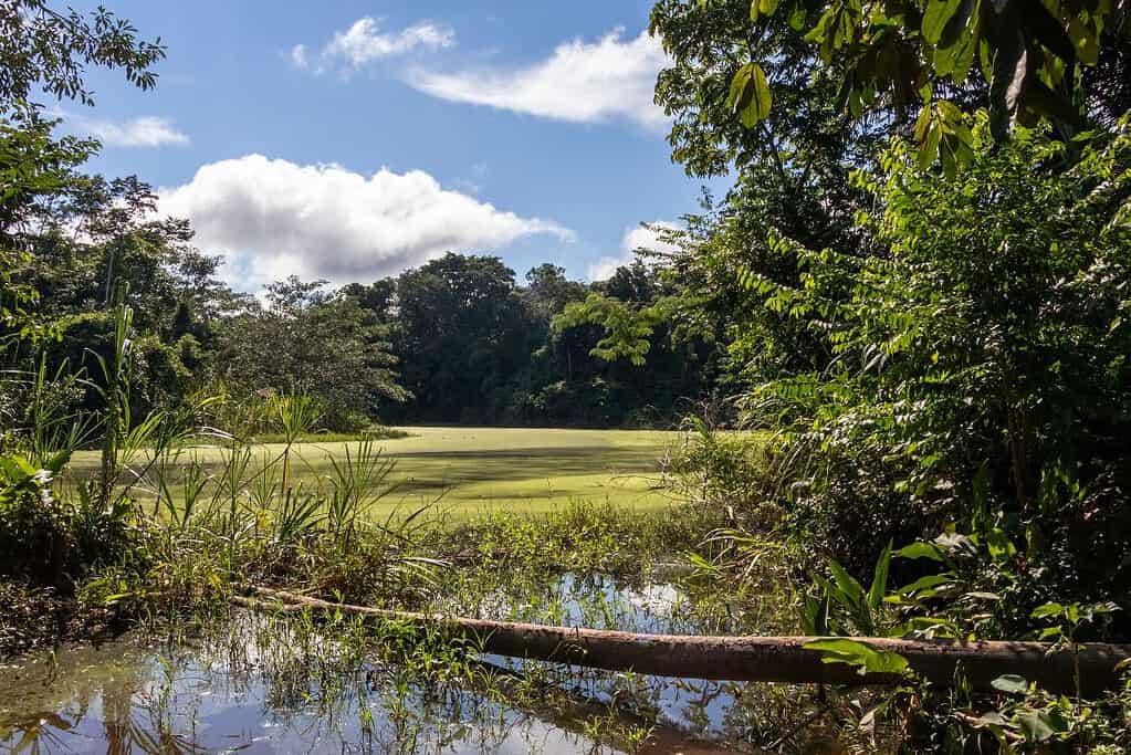 Madidi National Park 6 Attractions Madidi National Park