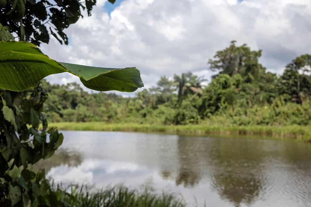Madidi National Park 7 Attractions Madidi National Park
