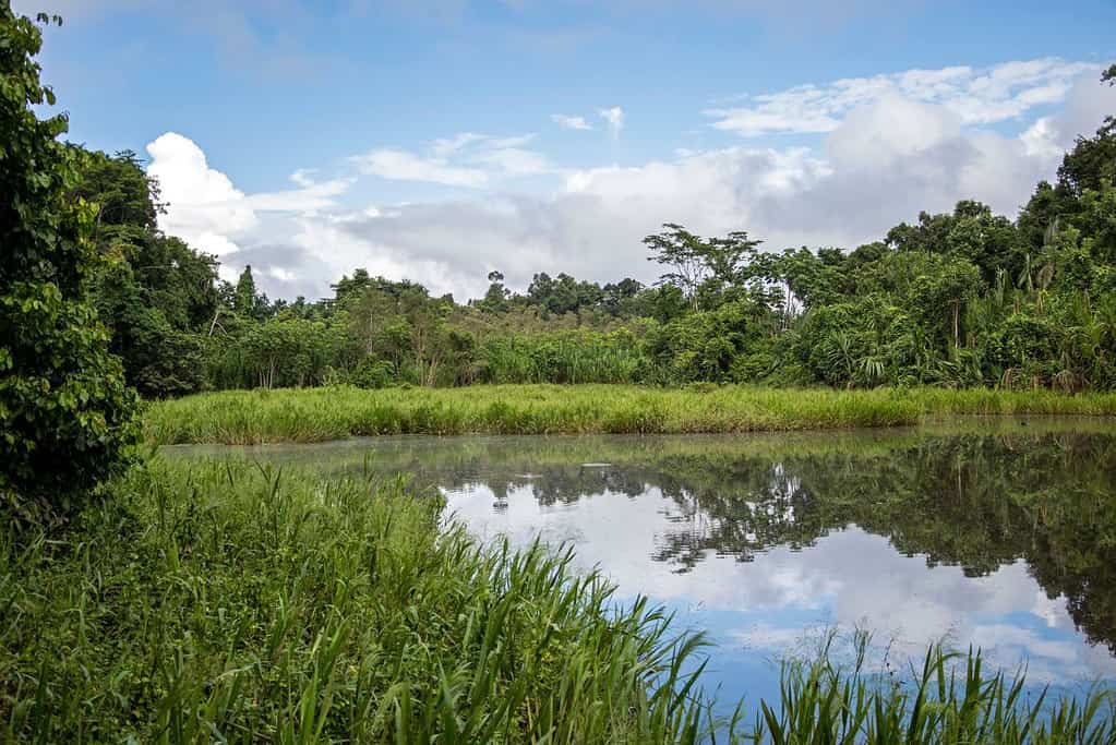 Madidi National Park 8 Attractions Madidi National Park