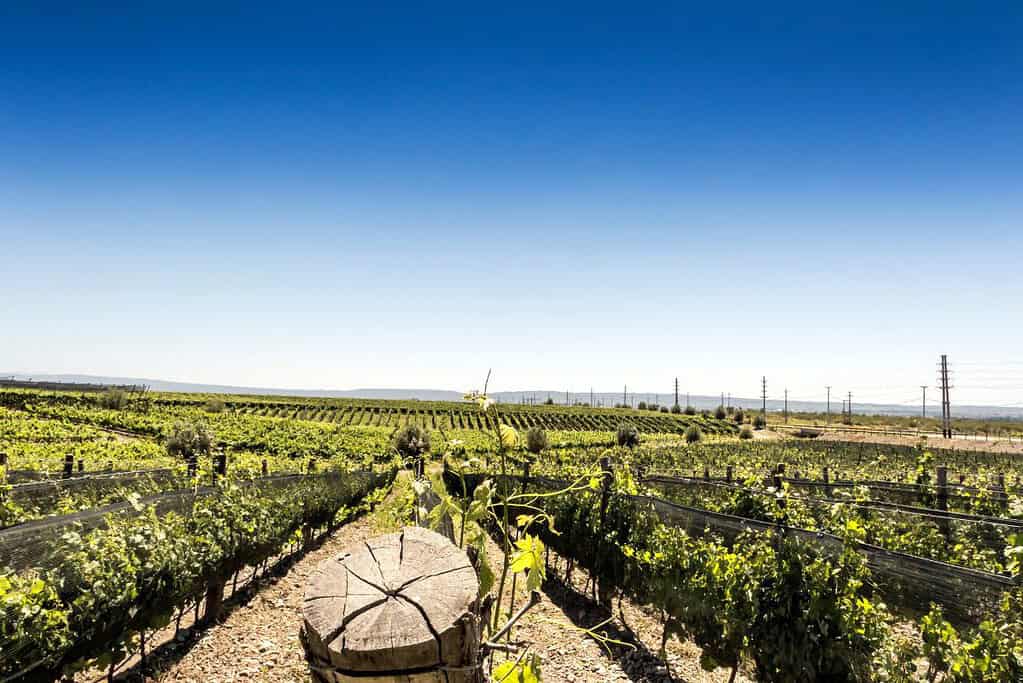 Mendoza Wine Region Attractions Mendoza Wine Region