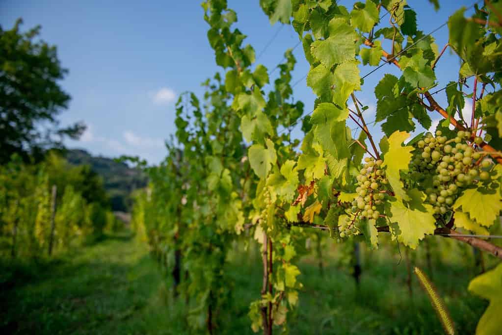 Mendoza Wine Region 11 Attractions Mendoza Wine Region