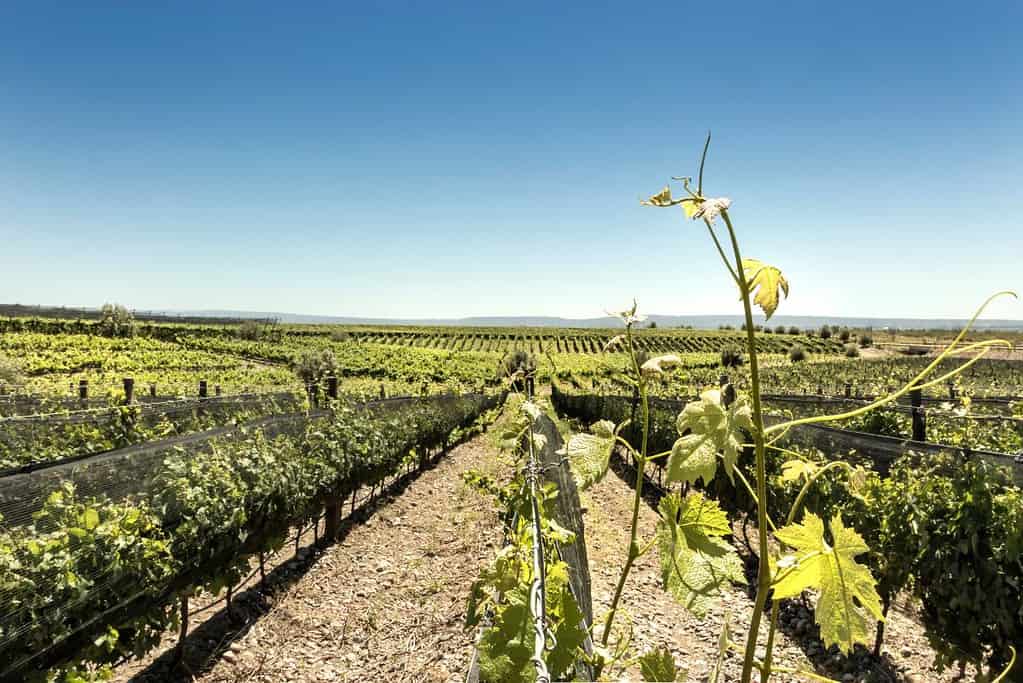 Mendoza Wine Region 2 Attractions Mendoza Wine Region