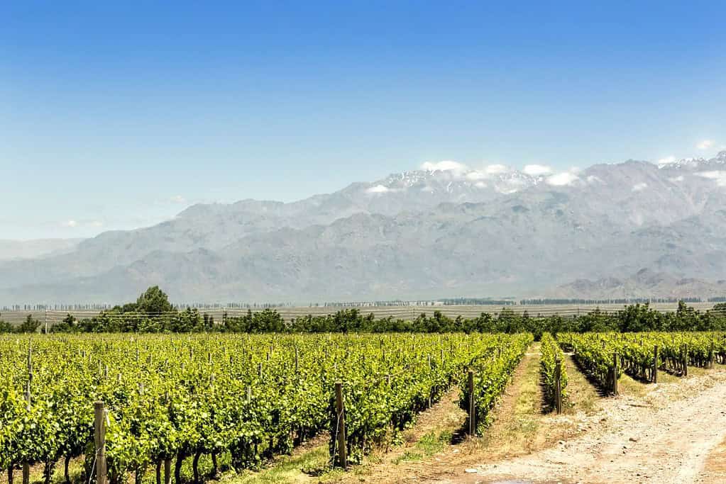Mendoza Wine Region 3 Attractions Mendoza Wine Region
