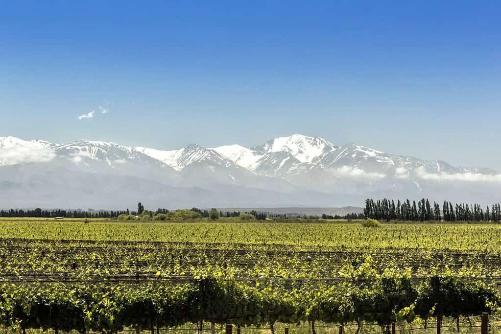 Mendoza Wine Region 4 Attractions Mendoza Wine Region