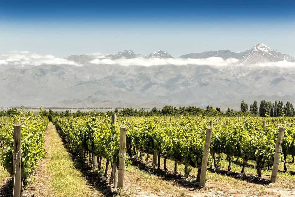 Mendoza Wine Region 5 Attractions Mendoza Wine Region