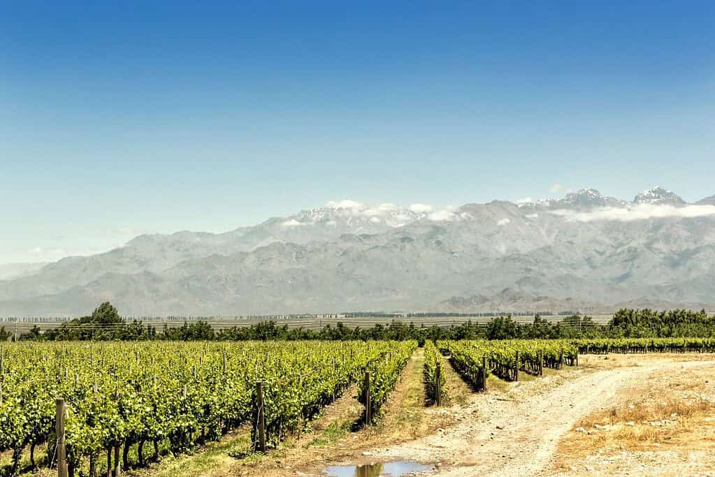 Mendoza Wine Region 6 Attractions Mendoza Wine Region