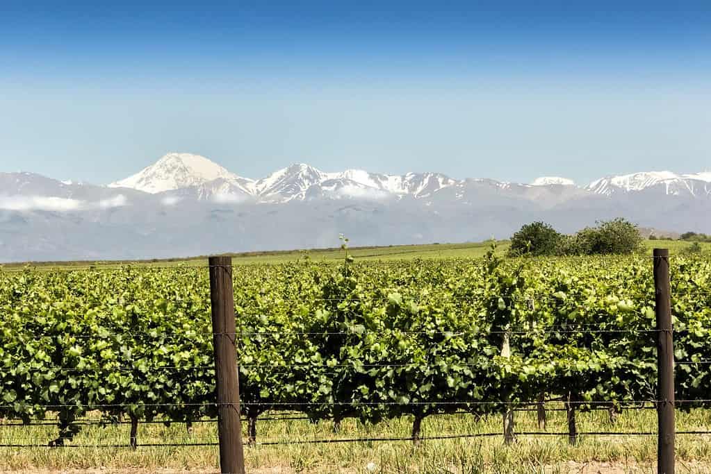 Mendoza Wine Region 7 Attractions Mendoza Wine Region